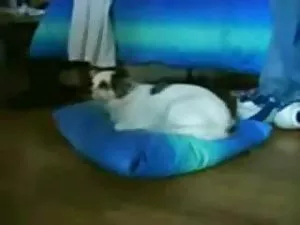 Dude დააყენა მისი ბა ...